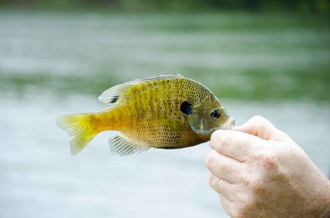 Bluegill Recipe, Bluegill Fish, Bluegill Fishing, Cleaning Fish, Cooking Fish, Plant Nutrients, Tuna Fish, How To Cook Fish, Crappie Fishing