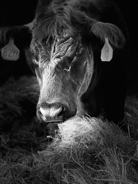 Bull Shot, Cow Portrait, Angus Cow, Cow Photos, Black And White Cow, Show Cattle, Cow Pictures, House Photography, Cow Head