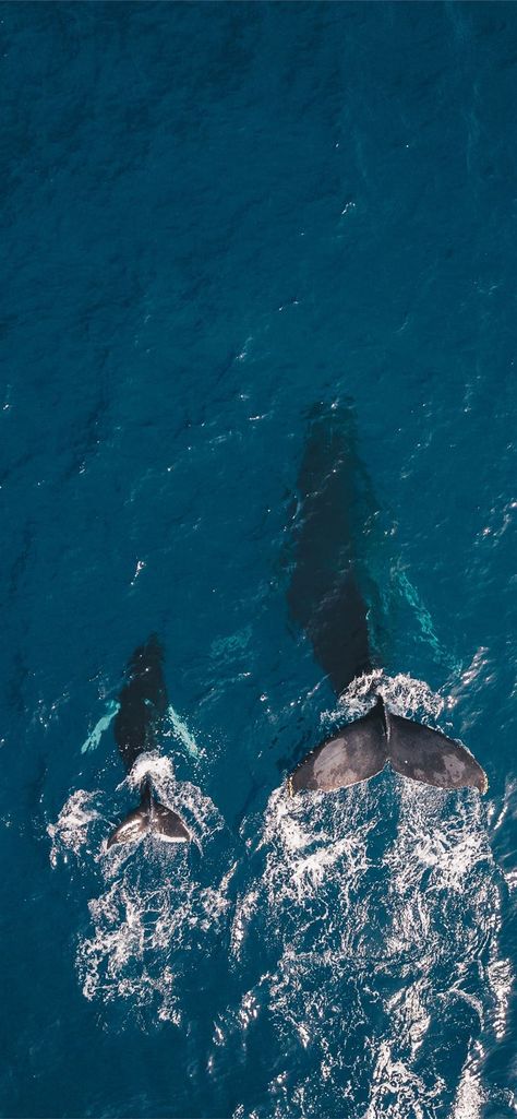 Free download the two black whales swimming in body of water wallpaper ,beaty your iphone . #animal #ocean #nature #Dolphin #water #maui #United States #Wallpaper #Background #iphone United States Wallpaper, Orca Wallpaper, Iphone 11 Wallpapers, Whale Wallpaper, Sea Life Wallpaper, Wildlife Wallpaper, Cute Whales, Beautiful Sea Creatures, Orca Whales