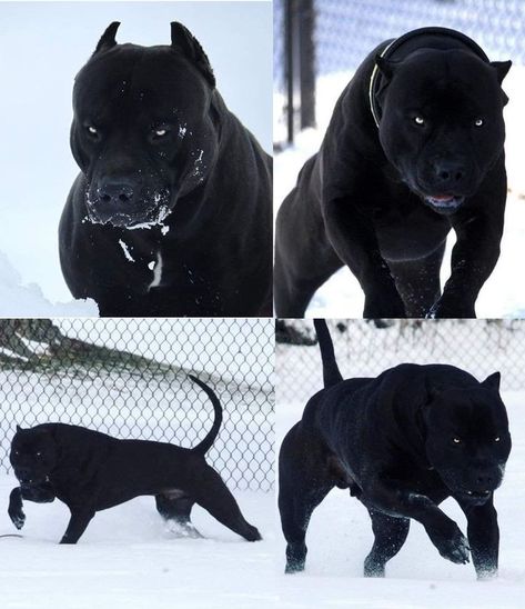 Black Pitbull <3 | Black pitbull, Pitbull dog, Big dogs Black Pitbull Dog, All Black Pitbull, Black Pitbull Puppies, Pitbull Blue, Pitbull Dog Breed, Black Doberman, Black Pitbull, Guardian Dog, Caucasian Shepherd