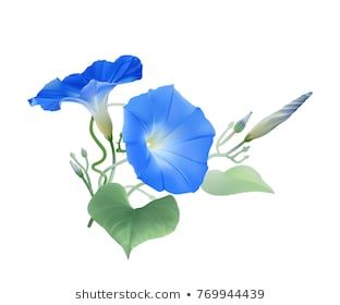 Ipomea Images, Stock Photos & Vectors | Shutterstock Morning Glory Vine, Vine Drawing, Blue Morning Glory, Morning Glory Flowers, Blue Morning, Wall Murals Painted, Hand Drawn Vector Illustrations, Botanical Watercolor, Flower Border