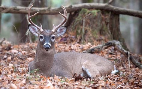 15 Facts That Will Change How You Deer Hunt | Realtree Camo Texas Deer Hunting, Deer Processing, Deer Feeders, Deer Stand Plans, Deer Hunting Season, Whitetail Hunting, Whitetail Deer Hunting, Deer Hunting Tips, Hunting Tips