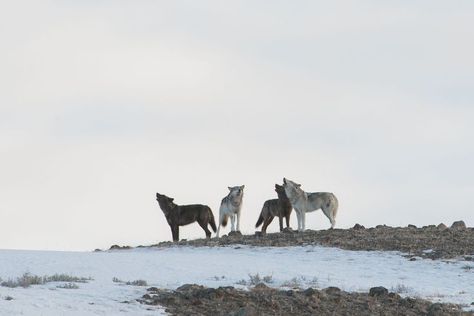 Wolves Photography, Yellowstone Wolves, Glacier National Park Trip, Wolves Howling, Wyoming Vacation, Moose Deer, Wolf Stuff, George R R Martin, Unsolicited Advice