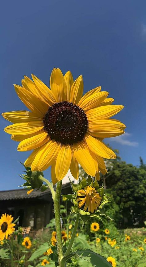 Sunflower Widget, Sunflower Board, June Wallpaper, Sunflowers And Daisies, Sunflower Garden, Flowers Photography Wallpaper, Sunflower Wallpaper, Flower Therapy, Beautiful Wallpapers Backgrounds