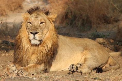 Asiatic Lion in India Persian Lion, Rare Species Of Animals, Lion Photos, Fish And Rice, King Saul, Asiatic Lion, Plane Photography, Panthera Leo, Lions Photos