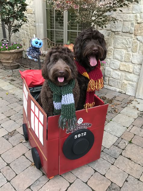 Doggie Harry Potter Halloween costume Harry Potter Dog Party, Dog Harry Potter, Harry Potter Dog Costume, Harry Potter Dog, Harry Potter Halloween Costumes, Matching Halloween Costumes, Big Dog Breeds, 3 Cats, Harry Potter Halloween