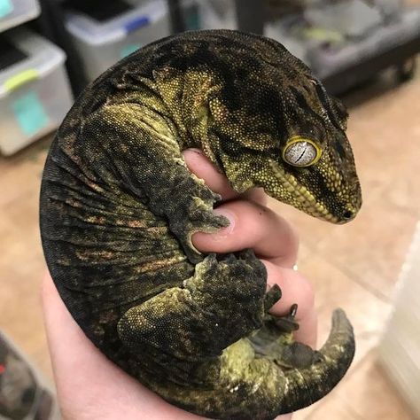 Friedel Mt. Koghis Leachianus. NFS #leachianus #leachie #giantgecko #gecko Leachie Gecko, Bearded Dragon Funny, Reptile Room, Cute Reptiles, Reptile Snakes, Crested Gecko, Leopard Gecko, Reptiles Pet, Pretty Animals