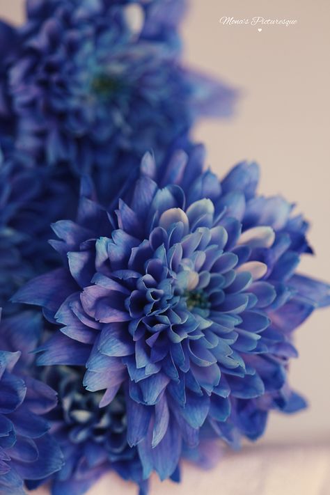 Mona's Picturesque: Chrysanthemum Blue {and a little Time Lapse} Purplish Blue Aesthetic, Chrysanthemums Aesthetic, Chrysanthemum Flower Aesthetic, Flower Art Reference, Chrysanthemum Aesthetic, Crysantenum Flower, Chrysanthemums Flower, Peony Tulips, Monthly Flowers