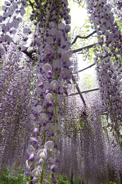 lilacs draping above wedding isle Lavender Flowers, Dream Garden, Wisteria, Garden And Yard, Love Flowers, Pretty Flowers, Garden Inspiration, A Tree, In The Garden