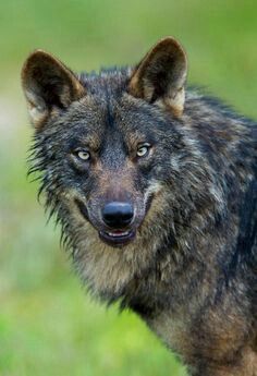 Wolf Sayings, Iberian Wolf, Wolf Species, Golden Jackal, Wolves Quotes, Wild Wolves, Spirit Wolf, Wolf Life, Talking Dog