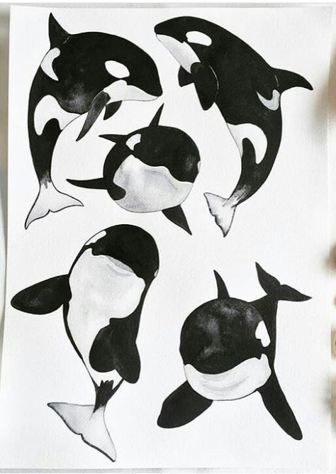 Orcas Drawings, Orca Whale Illustration, Orca Art Drawing, Orca Whales Drawing, Cute Orca Drawing, Orcas Painting, Orca Whale Drawing, Orca Whale Painting, Whales Drawing