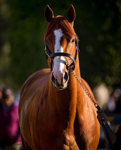 Justify winner of 2018 Kentucky Derby ridden by Mike Smith. 05/05/2018/ Triple Crown Winner 06/09/2018 ~ Derby Horse, Thoroughbred Horse Racing, Sport Of Kings, Most Beautiful Animals, Thoroughbred Horse, Majestic Horse, All The Pretty Horses, Horse Crazy, Triple Crown