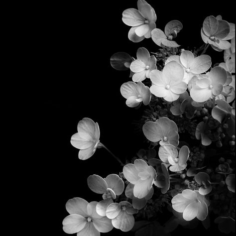 My hydrangea, slightly over-cropped here. I used to be able to choose square/portrait/landscape anyone know if that option is still there somewhere? Anyway, these lend themselves to black and white I think, removing the green and yellow which complicate the image. Light is everything to the photo, gentle evening sun picks up the individual flowers. Sometimes I think it’s a good thing I use natural light, I have to stop eventually! . . . #hydrangeas #prettyflowersmakemehappy #inspiredby... Square Portrait, Individual Flowers, Evening Sun, Portrait Landscape, Green And Yellow, Pretty Flowers, Hydrangea, Natural Light, Things To Think About