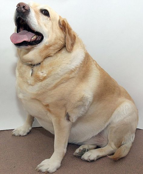 Its Pet Fit Club: Meet the fat cats, dumpy dogs and roly-poly rabbits vying to shift the lard and become the biggest animal loser Chubby Puppies, Fat Animals, Fat Dogs, Fit Club, Huge Dogs, Wolf Spirit Animal, Animal Help, Big Animals, Roly Poly