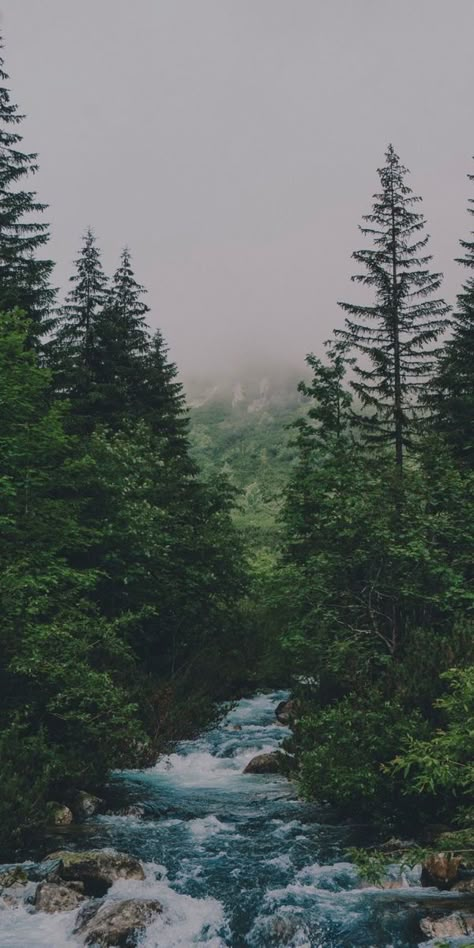 Image Nature, Night Forest, Pretty Landscapes, Cool Wallpapers Art, Landscape Wallpaper, Nature Aesthetic, Sky Aesthetic, Scenery Wallpaper, Nature Scenes