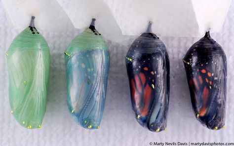 Butterfly Raising, Monarch Chrysalis, Butterfly Pupa, Winged Insects, Butterfly Cocoon, Butterfly Sculpture, Butterfly Chrysalis, Textile Sculpture, The Monarch