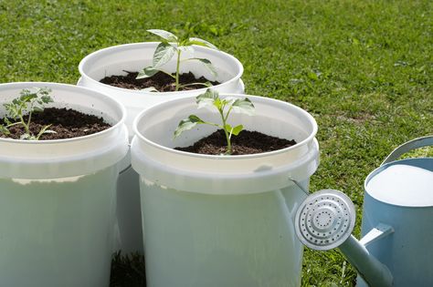 Gardening With Buckets Is An Easy and Inexpensive Way to Grow Plants—Here's How Landscaping Around Patio, Houseplant Tips, Bucket Garden, Tomato Pruning, Tomato Growing, Growing Sweet Potatoes, Varieties Of Tomatoes, Bucket Gardening, Garden Layout Vegetable