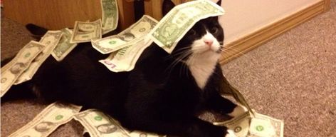 Upcoming Events - Animal Krackers Cat Money, Pet Meds, Money Cat, Cat Fails, Funny Cat Faces, Cat Summer, Cat Puns, Graphic Styles, Cat Jokes