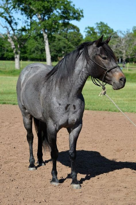 Buckskin Roan, Animal Cuddles, Blue Roan Quarter Horse, Blue Roan Horse, Roan Horse, Quarter Horse Mare, Purple Corn, Quarter Horse Stallion, Mare Horse