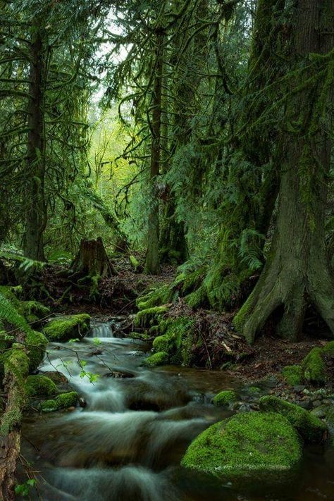 Forest inspiration nature moss Green plants Forest Green Aesthetic Wallpaper Vintage, Forest Moss Aesthetic, Irish Forest Aesthetic, Moss Wallpaper Aesthetic, Green Moss Aesthetic, Forest Hermit Aesthetic, Moss Core Aesthetic, Moss Forest Aesthetic, Moss Green Aesthetic Wallpaper