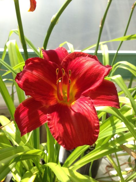 Red Daylily Flower Red Daylily, Daylily Flower, Daylily Garden, Plants Outdoor, Daylilies, House Plant, All About Plants, House Plants, Landscaping