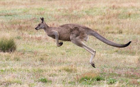 Kangaroos can't jump backwards. Kangaroo Photo, Kangaroo Image, Kangaroo Jumps, Animal References, Reference Pictures, Unique Animals, Animal Planet, Children's Book Illustration, Book Illustration