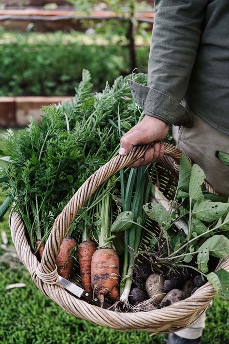 Tour a chef's organic kitchen garden | Country Style Book Brunch, Companion Planting Vegetables, Grow Avocado, Bbq Set, Organic Kitchen, Gardening Trends, Food Projects, Citrus Trees, Sustainable Food