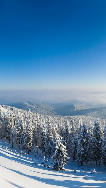 Forest Phone Wallpaper, Wonder Land, Best Cameras, Snow Tree, Snow Mountain, Winter Pictures, Winter Forest, Winter Wonder, Phone Photography