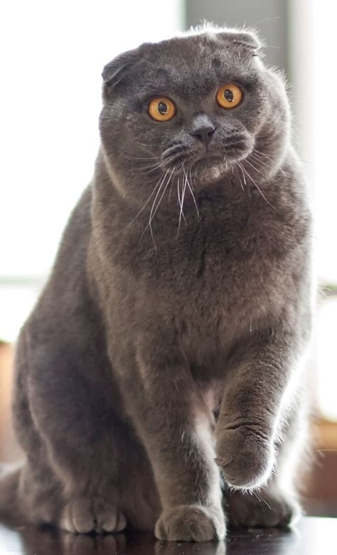 Scotish Short Hair, Grey Cat Breeds, Scottish Fold Kittens, Scottish Fold Cat, Fold Cat, Munchkin Cat, Cat Call, Cat Enclosure, Cat Breed