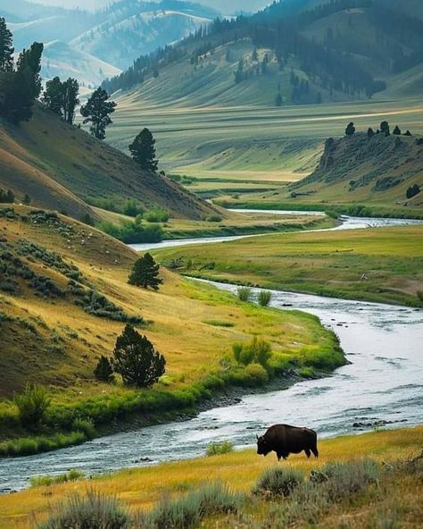 Pictures of Montana | Yellowstone River, Montana 🇺🇲 | Facebook Montana Yellowstone, David Wilson, Yellowstone River, Missouri River, American West, Scenic Landscape, Yellowstone National Park, Amazing Nature, Rocky Mountains