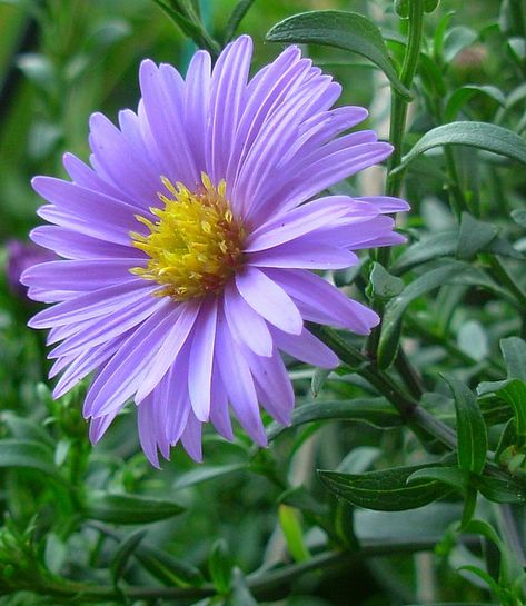 Aster - September flower - These perennial flowers grow well in average soils, but need full sun. Aster flowers come in blues, purples and a variety of pinks. All Asters are yellow in the center of the flower. September Birth Flower, September Flowers, Aster Flower, Flowers Images, Birth Flower Tattoos, Most Beautiful Flowers, Month Flowers, Birth Month Flowers, Morning Flowers