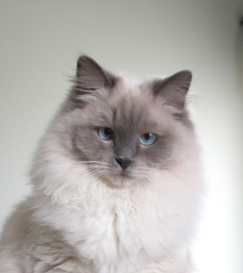 Gray Ragdoll Cat, Mitted Ragdoll, Puppy Tips, Animal Aesthetic, Puppies Tips, Ragdoll Cats, Ragdoll Cat, Cat Stuff, Warrior Cats