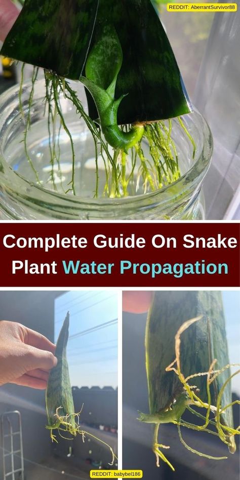 Discover the ultimate guide on Snake Plant Water Propagation! Learn how to propagate snake plant in water and ensure healthy growth with our expert tips on snake plant care. Explore methods for propagating snake plants using snake plant cuttings in water and find out how to root snake plant in water effectively. Whether you’re growing the popular Mother In Law Plant or looking to grow snake plant from leaf, this guide covers everything you need to know about plants grown in water. Rooting Snake Plant In Water, Propagating Snake Plant In Water, Plants Grow In Water, Snake Plant In Water, Propagate Snake Plant, Mother In Law Plant, Snake Plant Indoor, Snake Plant Propagation, Cane Plant