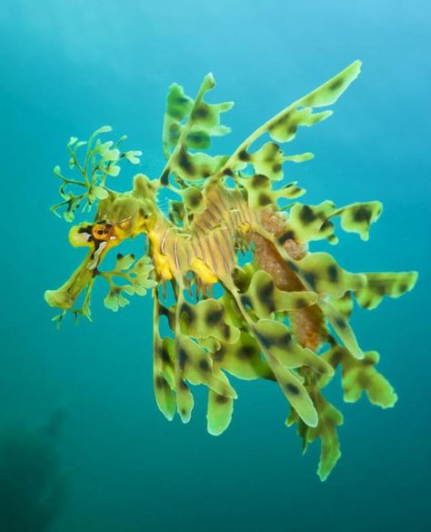 Leafy Seadragon, Weedy Sea Dragon, Leafy Sea Dragon, Dragon Horse, Fauna Marina, Salt Water Fish, Beautiful Sea Creatures, Marine Fish, Underwater Creatures