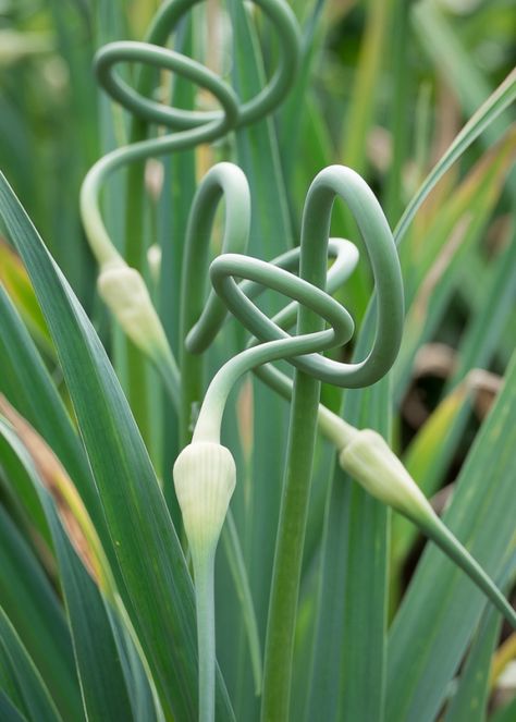 Garlic Flower, Onion Flower, Allium Flowers, How To Store Garlic, Kitchen Gardens, Garlic Scapes, Lopez Island, Growing Gardens, Carbonara Pasta