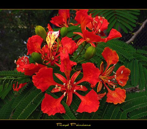 Trees - The Royal Poinciana | Flickr - Photo Sharing! Poinciana Flower, Diy Embroidery Thread, Royal Poinciana, Flower Drawing Tutorials, Flower Art Painting, Types Of Flowers, Water Lilies, Flower Drawing, Pretty Pictures