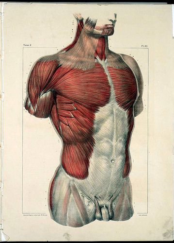 Anatomy Illustrations 1800s | Torben Friedrich | Flickr Anatomy Images, Man Anatomy, Human Body Anatomy, Drawing Body Poses, Human Anatomy Drawing, Human Anatomy Art, Anatomy Sketches, Anatomy Poses, Anatomy For Artists