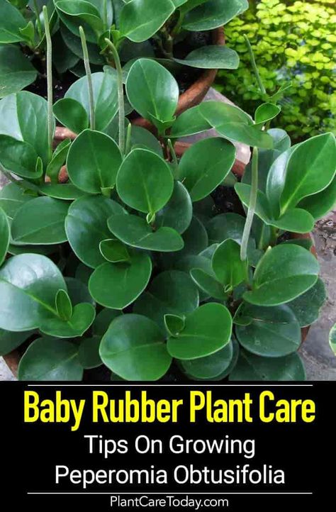 Peperomia Obtusifolia Care: Tips On Growing The Baby Rubber Plant Plant Peperomia, Rubber Plant Care, Baby Rubber Plant, Peperomia Obtusifolia, Succulent Leaves, Peperomia Plant, Container Garden Design, Plant Care Houseplant, Rubber Plant