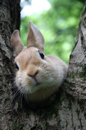 I'm not stuck, just resting Bunny Pictures, Funny Bunnies, Amazing Animals, Baby Bunnies, Hamsters, Cute Creatures, Sweet Animals, Animal Photo, 귀여운 동물