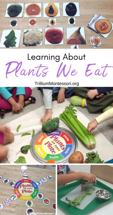 Preschool activities for learning about parts of plants and edible plants Preschool Cooking Activities, Plants Lesson Plans, Learning About Plants, Preschool Food, Plants Kindergarten, Food Lessons, Plant Lessons, Preschool Cooking, Plant Activities