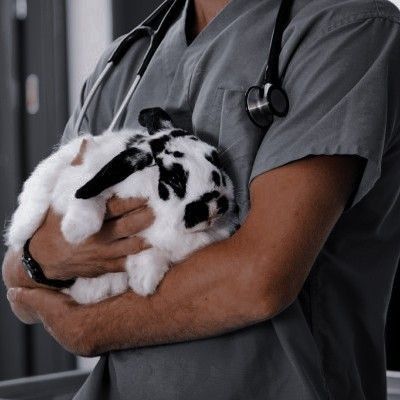 Rabbits, Scrubs, I Love, Black And White, Grey, White, Black