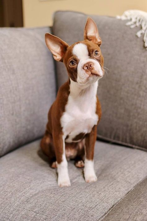 Boston Terrier Brown, Brown Boston Terrier, Brindle Boston Terrier, Red Boston Terriers, Boston Terrier Love, Boston Terrier Puppy, Boston Terrier Dog, Cute Eyes, Boston Terriers