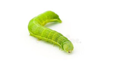 Green caterpillar. Against a white background #Sponsored , #PAID, #ad, #Green, #white, #background, #caterpillar Green White Background, Green Caterpillar, Patterns Art, Insect Pest, Nature Images, Vector Pattern, Caterpillar, Pattern Art, White Background