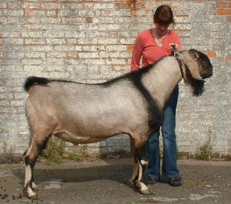 Anglo-Nubian/Nubian Goat Anglo Nubian Goats, Nubian Goat, Goat Care, Boer Goats, Stilettos Shoes, Livestock Farming, Dairy Goats, Trainer Shoes, Goat Farming