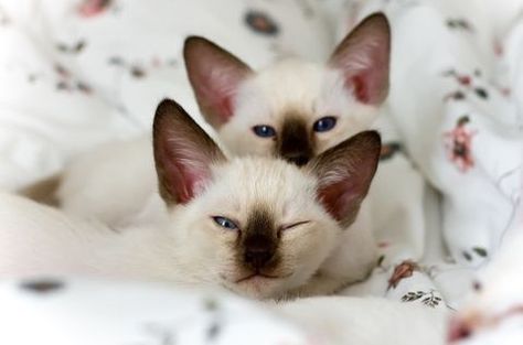 Siamese Cats For Sale, Excited Cat, Kittens For Sale, Cat Pee, Siamese Kittens, Cat Spray, Kitten For Sale, Cute Little Kittens, Cats For Sale