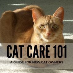 If you're a new cat owner, Cat Care 101 covers all the basics you'll need to know to care for your cat. New Cat Owner, Cat Toilet Training, Cats 101, Healthy Cat, Cat Care Tips, Kitten Care, Owning A Cat, New Cat, Outdoor Cats