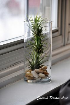 DSC_0155 | cherishdreamlive | Flickr Plants Grown In Water, Air Plants Decor, نباتات منزلية, Beach Pebbles, Air Plant Display, Succulent Centerpieces, Tillandsia Air Plant, Air Plant Terrarium, Garden Terrarium