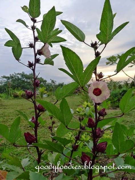 MODERN CROP PRODUCTION: ROSELLE PLANT PRODUCTION Roselle Plant, Roselle Flower, Sunroom Garden, Logo Flor, Plant Hibiscus, Roselle Hibiscus, Amazing Fruits, Thesis Ideas, Hibiscus Sabdariffa