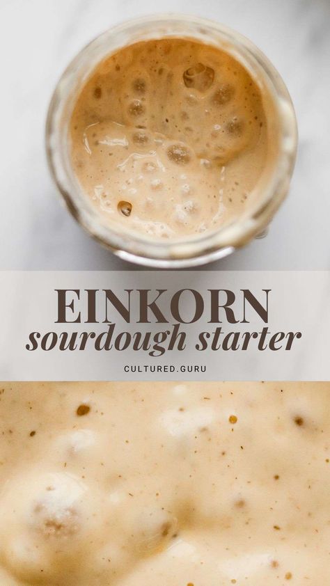 Einkorn Sourdough Starter, Einkorn Sourdough, Leavened Bread, Sourdough Starter From Scratch, Einkorn Bread, Einkorn Recipes, Dough Starter, Einkorn Flour, Homemade Yogurt