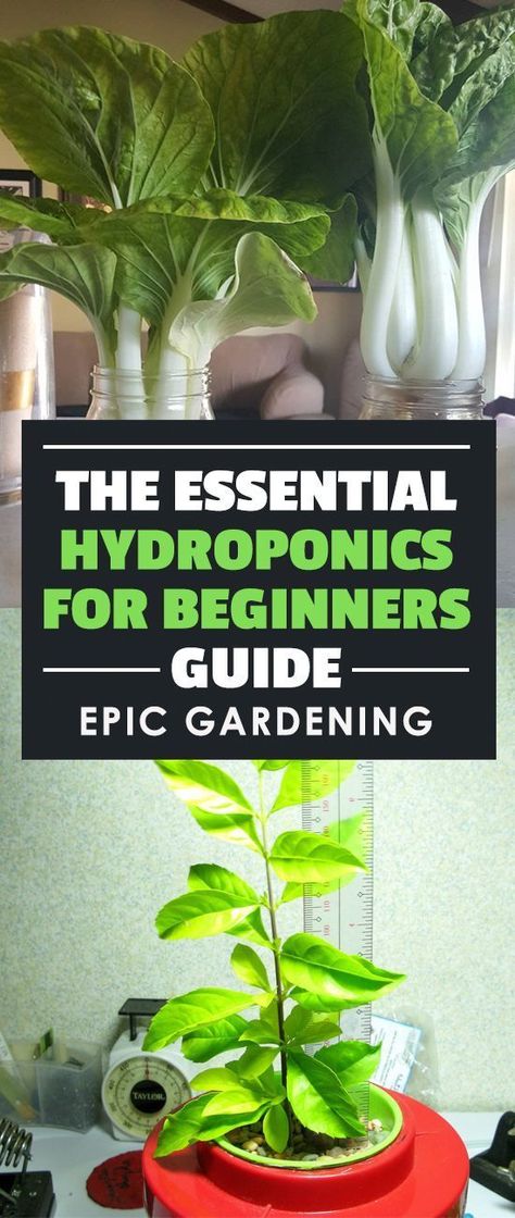 Sep 21, 2017 - A series on hydroponics for beginners - learn the science behind hydroponics and how to build your own homemade hydroponic systems! Homemade Hydroponic System, Homemade Hydroponics, Indoor Aquaponics, Backyard Aquaponics, Aquaponics Fish, Aquaponics Diy, Aquaponic Gardening, Veggie Patch, Greenhouse Plans